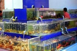 Trước giờ ngừng bán, nhiều nhà hàng tại Hà Nội livestream giải cứu hải sản