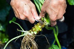 Trang trại trồng 'wasabi thật' lớn nhất Nhật Bản