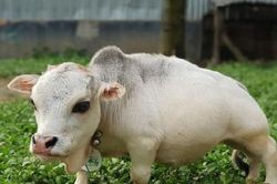 Chiêm ngưỡng chú bò nhỏ nhất thế giới, được chủ thuê 3 nhân viên bảo vệ, chăm sóc