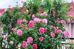Đồng nghiệp nữ tỏ lời yêu, tôi giấu việc đã có vợ để ngoại tình