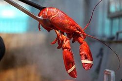Lý do bất ngờ khiến Anh sắp cấm luộc tôm hùm sống