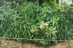 Mua hạt giống cần sa về trồng ở vườn nhà