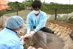 Lần đầu tiên Việt Nam xuất hiện cúm gia cầm chủng A/H5N8