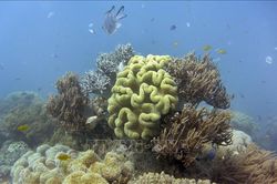 Australia nỗ lực cứu rạn san hô Great Barrier khỏi nguy cơ bị hạ cấp