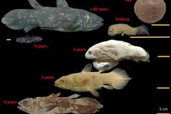 Kỳ lạ cá 'hóa thạch sống' có tuổi thọ 100 năm, mang thai suốt 5 năm