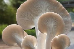 Cung cấp nấm bào ngư xám tươi trong lúc giãn cách xã hội