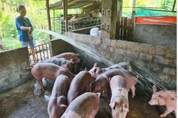 Chủ động phòng, chống nắng nóng cho đàn vật nuôi