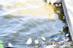 Cần giải quyết triệt để tình trạng cá chết ở hồ Nước Chè