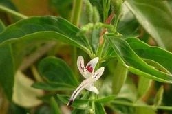 Lần đầu tiên Bộ Y tế cho phép sử dụng vị thuốc xuyên tâm y để điều trị COVID-19