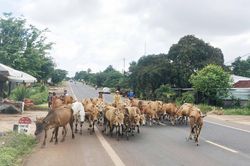 Krông Pa: Công bố dịch viêm da nổi cục trên trâu, bò tại 3 xã, thị trấn