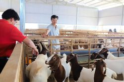Nuôi dê Nam Phi làm giàu giữa vùng đất Bảo Lộc