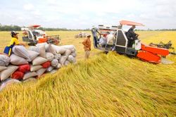 Thị trường lúa gạo hôm nay 23/6: Duy trì mức giá ổn định tại các tỉnh đồng bằng sông Cửu Long
