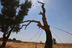 Đóng đinh vào cây cầu may mắn ở Iraq