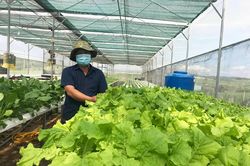 An Khê đầu tư phát triển nông nghiệp bền vững