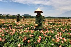 Ngỡ ngàng cánh đồng sâm trên đất đồi gò Sơn Tây