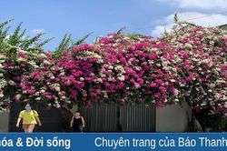 Rực rỡ sắc màu hoa giấy