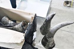 Đà Nẵng phát hiện lô hàng lớn nghi sừng tê giác nhập về từ Nam Phi