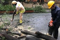 Mưa dông mạnh làm cây xanh, biển quảng cáo gãy đổ