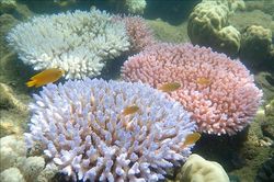 Các nhà khoa học cảnh báo về triển vọng phục hồi rạn san hô Barrier Reef