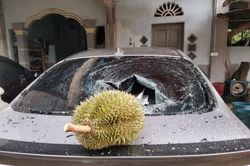 Bộ trưởng Malaysia muốn mua quả sầu riêng rơi vỡ kính ôtô