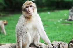 Trung Quốc ghi nhận ca tử vong đầu tiên do nhiễm virus B từ khỉ