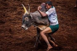 Lễ hội thuần hóa trâu, bò gây tranh cãi ở Ấn Độ