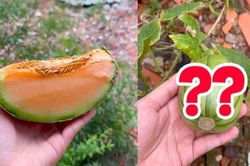 Ăn dưa lưới vứt hạt lung tung, cô gái bất ngờ với thành quả