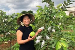 Ổi lê thơm ngọt đất Tân Thành
