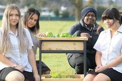 New Zealand: Học sinh biến bàn học thành vườn rau di động