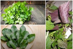 Rau gia vị mọc nhan nhản ở Việt Nam đắt cỡ nào ở nước ngoài?