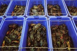 Ngồi tù vì trộm 11 con cua