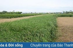 Sức sống nghề cói Nga Sơn
