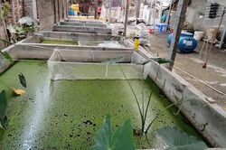 Khởi nghiệp từ ốc bươu đen