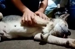 Chú chó giả chết vì không muốn đáp lại lời gọi của chủ