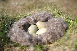 'Kho báu' eiderdown - loại lông vũ đắt nhất thế giới ở Iceland