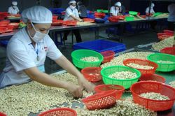 Xuất khẩu nông sản sang Anh: Sớm tận dụng cơ hội từ UKVFTA, mở rộng thị phần