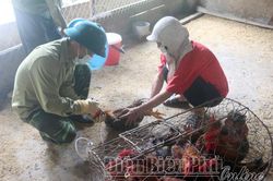 Chủ động ngăn chặn nguy cơ xâm nhiễm chủng vi rút cúm gia cầm A/H5N8