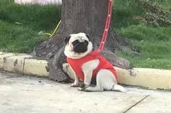 Chủ đi cách ly, chú chó pug được cán bộ kiểm dịch nuôi giúp