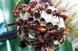 Bé 2 tuổi bị ong vò vẽ đốt tử vong