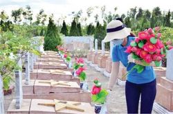 Đời sống Đời sống Những đóa hoa sen hồng ở Nghĩa trang liệt sĩ Hương Điền