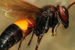 Cháu bé 2 tuổi tử vong do ong vò vẽ đốt