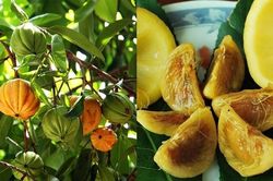 Loại quả rừng có cái tên kỳ lạ in sâu trong ký ức những người con đất Quảng Ngãi