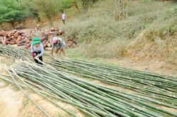 Đạ Tẻh: Hỗ trợ dân chuyển đổi vườn điều già cỗi và vườn tạp
