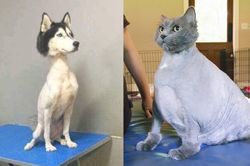 Khi 'sen' trổ tài tự cạo lông thú cưng và cái kết khiến các 'boss' nổi quạu