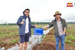 HLV Kiatisuk, Công Phượng, Xuân Trường, Tuấn Anh trồng 'tương lai' cùng bầu Đức