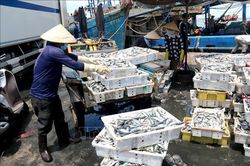 Hỗ trợ bốc dỡ hơn 300 tấn hải sản tồn đọng trên tàu cá do ảnh hưởng dịch COVID-19