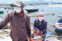 Hỗ trợ ngư dân tiêu thụ hải sản tươi sống