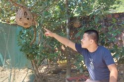 Cháu bé 5 tuổi ở Quảng Bình phải đi cấp cứu vì bị đàn ong vò vẽ đốt