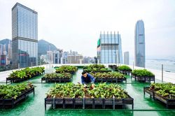 Vườn trên nhà cao tầng giúp kết nối con người và giảm rác thải
