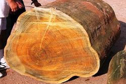 Chàng trai thu dọn di vật của ông nội, tình cờ tìm lại chiếc thớt cũ, chuyên gia kinh ngạc: Giàu to sau một đêm!